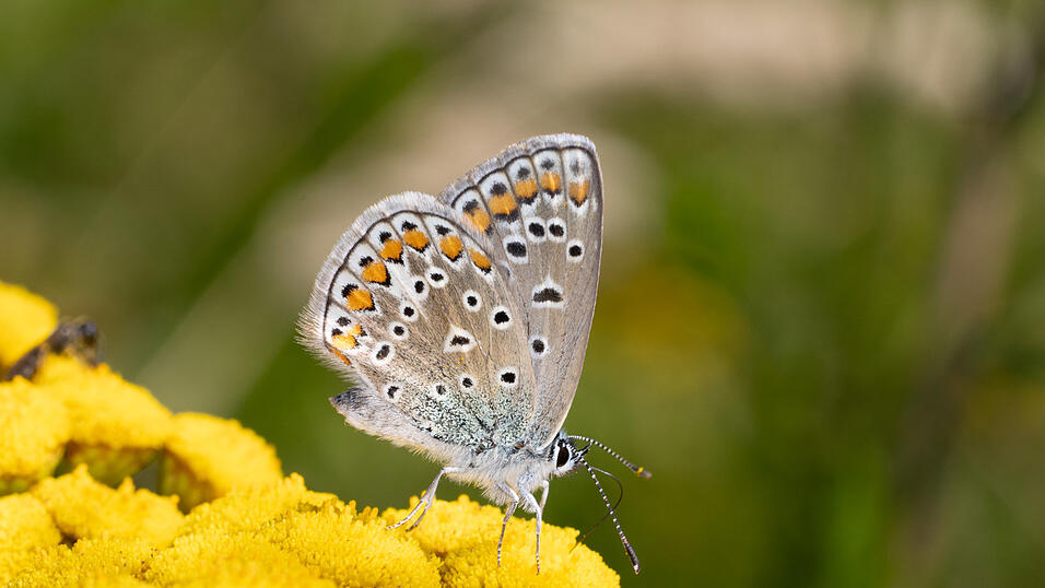 Der Hauh&auml;chel-Bl&auml;uling - auch ein gern gesehener Gast.