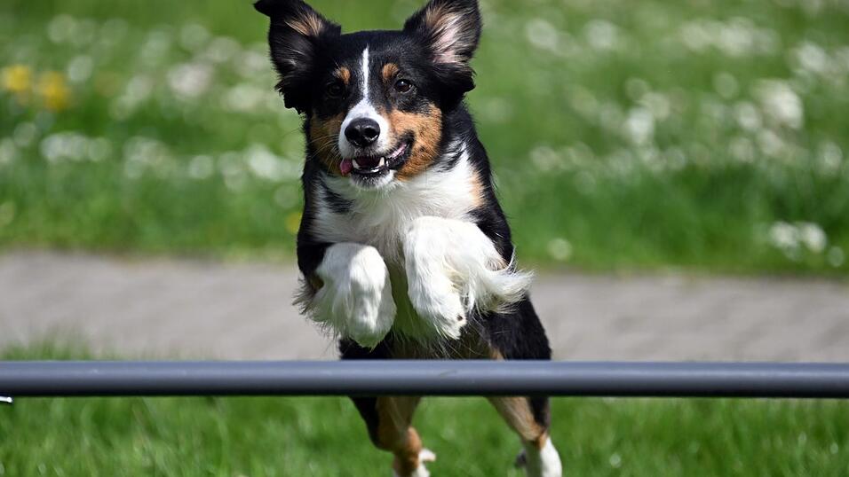Weil zwei Hunde ausbüxten, musste die A3 bei Passau für rund eineinhalb Stunden komplett gesperrt werden. (Symbolbild)