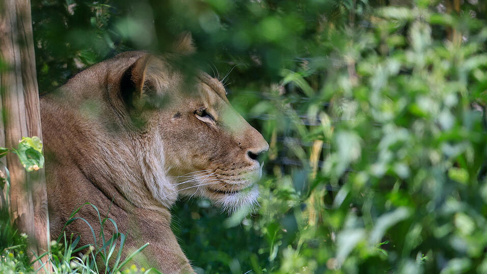 Sollte man einen Löwen ohne eine Erlaubnis halten, erwartet den Besitzer eine Geldstrafe bis 10.000 Euro.