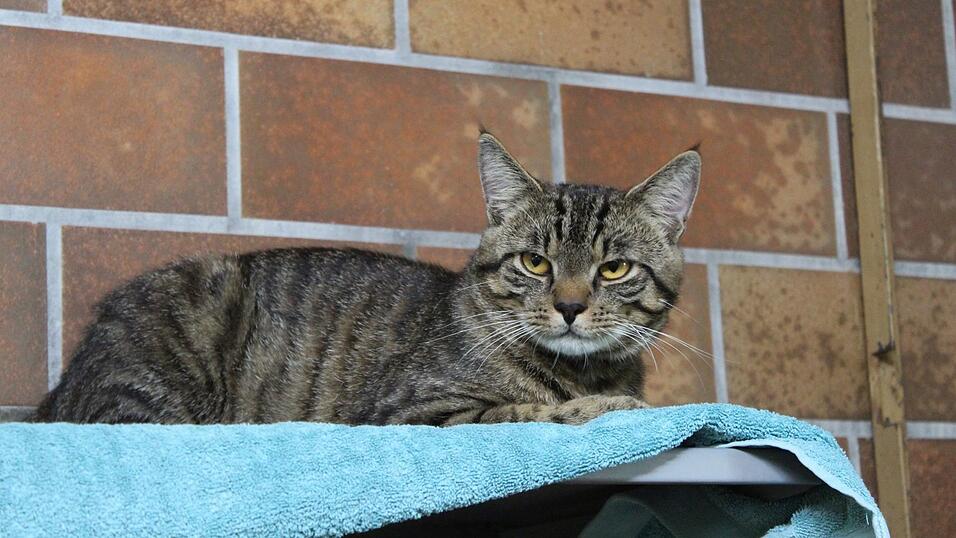 Katzenmann Tommi ist freundlich und besonders zutraulich.