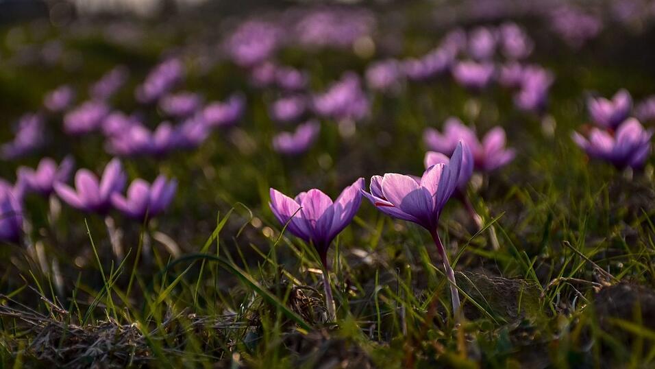 Safran ist als das teuerste Gew&uuml;rz der Welt bekannt. (Archivbild)