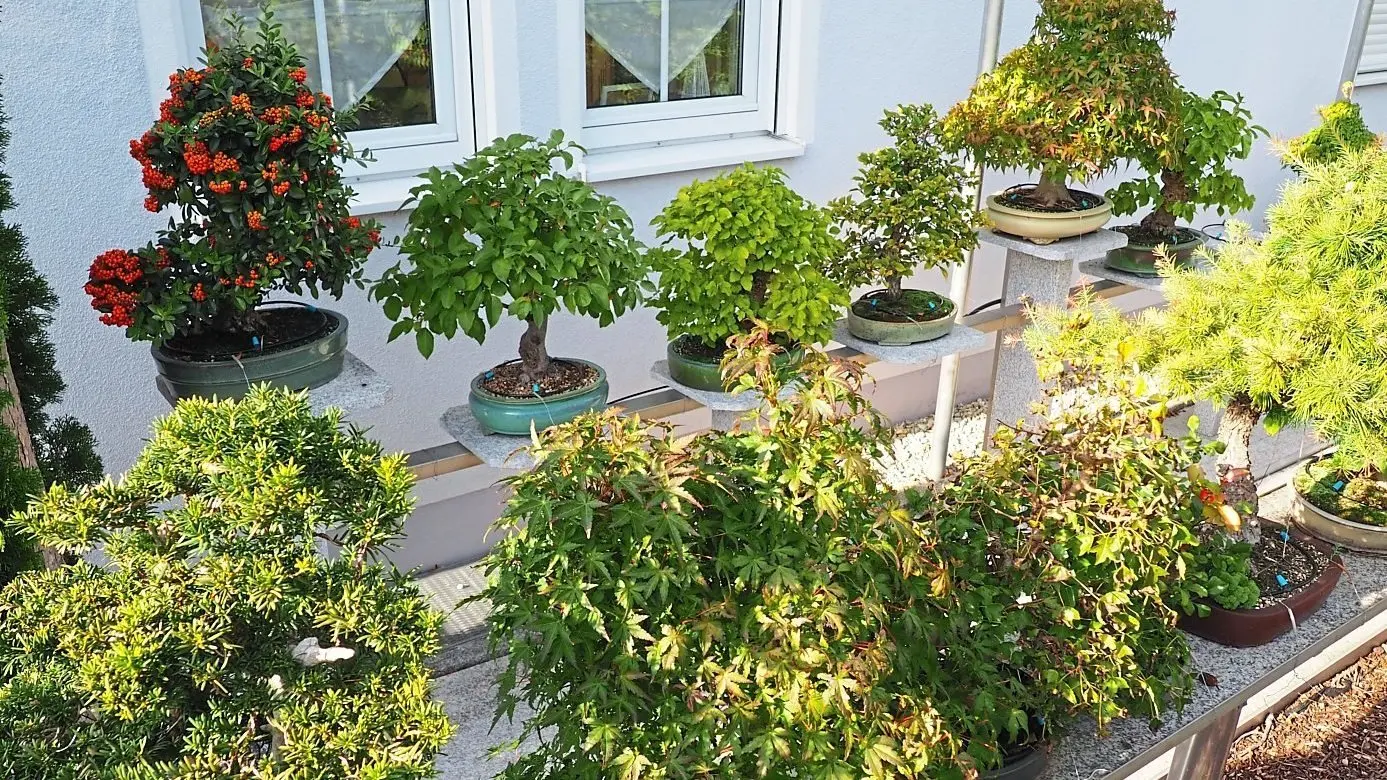 Bayerns schnster Bonsai kommt aus Dingolfing