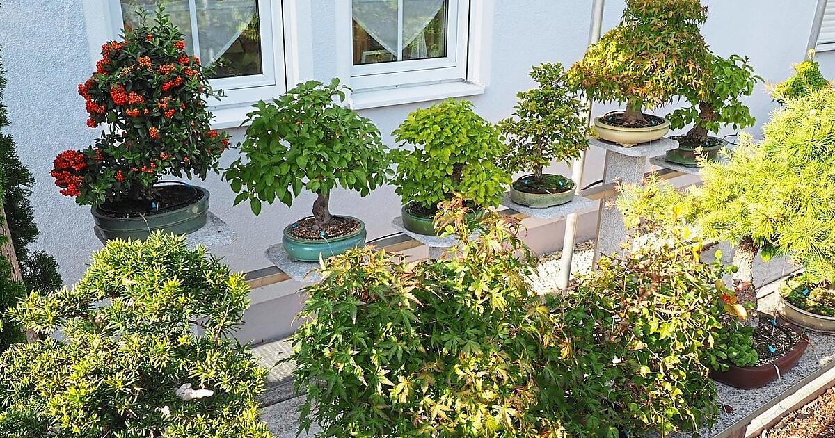 schiebegardinen aus bambus Foto-Schiebegardine "Bambus auf Wei", Schiebevorhang, Maanfertigung   Fotogardinen