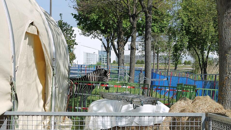 Bis zum 17. Mai gastiert der Circus Krone in Straubing. Wir haben uns angeschaut, wie es hinter den Kulissen aussieht. Bis zum 17. Mai gastiert der Circus Krone in Straubing. Wir haben uns angeschaut, wie es hinter den Kulissen aussieht.