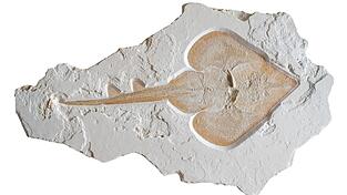 Das Fossil könnte Aufschlüsse über die Lebensumstände des Rochens vor etwa 150 Millionen Jahren geben. Das Fossil könnte Aufschlüsse über die Lebensumstände des Rochens vor etwa 150 Millionen Jahren geben.