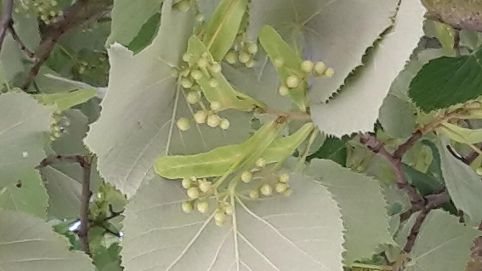 Die hellen Blattunterseiten mit den geschlossenen Blütenknospen. Die hellen Blattunterseiten mit den geschlossenen Blütenknospen.