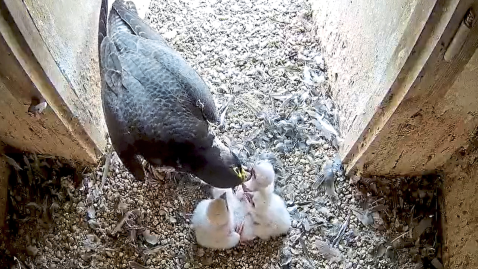 Die vier flauschigen K&uuml;ken recken beim F&uuml;ttern ihre Schn&auml;bel nach oben.
