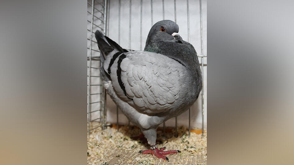 Eines der mit 'vorzüglich' bewerteten Tiere, eine Kingtaube von Harald Berger.