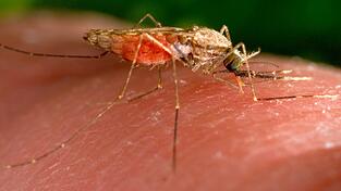 Es gibt nun einen weiteren Malaria-Todesfall in Frankfurt. (Archivbild) Es gibt nun einen weiteren Malaria-Todesfall in Frankfurt. (Archivbild)