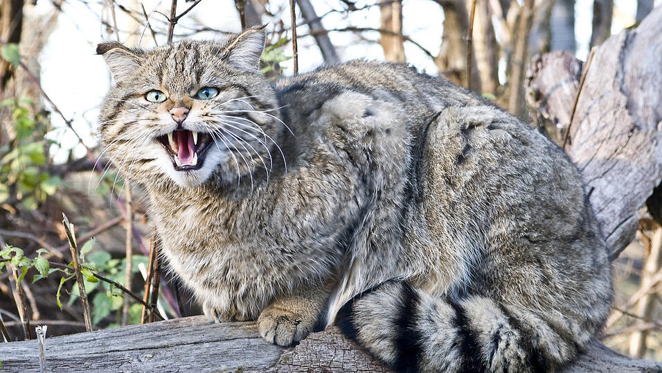 Wildkatze Papa Schlumpf begrüßt Eindringlinge in seinem Gehege mit einem misstrauischen Fauchen. (Foto: Rainer Primbs) Wildkatze Papa Schlumpf begrüßt Eindringlinge in seinem Gehege mit einem misstrauischen Fauchen. (Foto: Rainer Primbs)