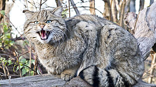 Wildkatze Papa Schlumpf begrüßt Eindringlinge in seinem Gehege mit einem misstrauischen Fauchen. (Foto: Rainer Primbs)