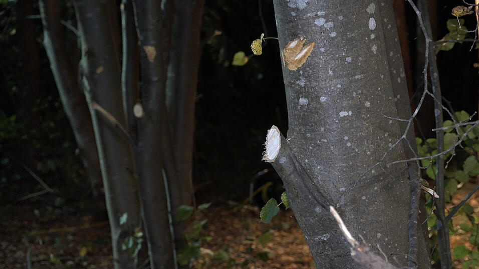 Schrecklicher Unfall in der Nacht auf Mittwoch in einem Waldst&uuml;ck bei Heinsacker (Kreis Regensburg). Die beiden Autowracks wurden von den Einsatzkr&auml;ften im Unterholz gefunden.