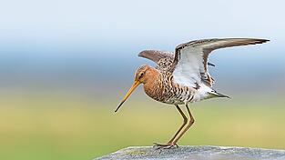 Die Uferschnepfe gilt in Bayern als stark gefährdet. Die Uferschnepfe gilt in Bayern als stark gefährdet.