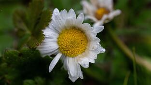 An Ostersonntag wird es zun&auml;chst verbreitet sonnig. (Symbolbild)