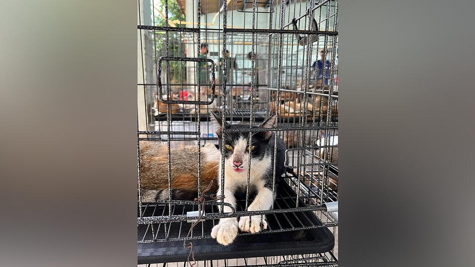 Vor allem junge Vietnamesen sehen Katzen heute als Haustiere - ein deutlicher Wandel in der Gesellschaft.