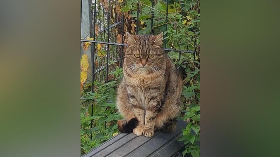 Eine Kastrationspflicht für Freigängerkatzen und Streuner könnte viel Tierleid verhindern. Eine Kastrationspflicht für Freigängerkatzen und Streuner könnte viel Tierleid verhindern.