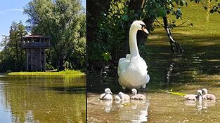 Am Eisweiher auf dem Laga-Gelände in Straubing raubten Unbekannte mehrere Schwanen-Küken. Am Eisweiher auf dem Laga-Gelände in Straubing raubten Unbekannte mehrere Schwanen-Küken.