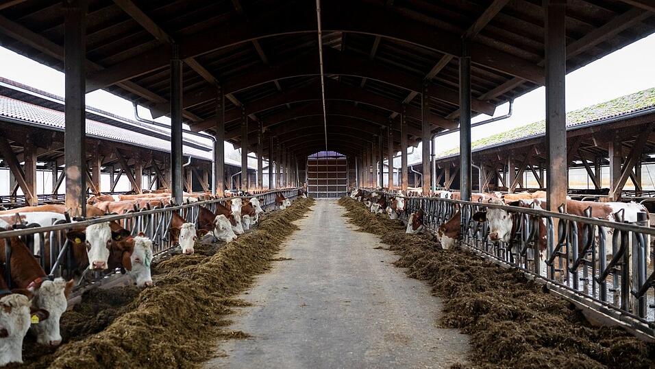 Die Tiere im Stall haben frische Luft, Regen, Sonne und Schatten. Die Tiere im Stall haben frische Luft, Regen, Sonne und Schatten.