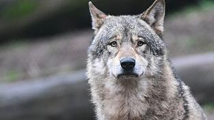 Bei einem in der Oberpfalz gefundenen Tierkadaver handelt es sich um einen toten Wolf. (Symboldbild) Bei einem in der Oberpfalz gefundenen Tierkadaver handelt es sich um einen toten Wolf. (Symboldbild)