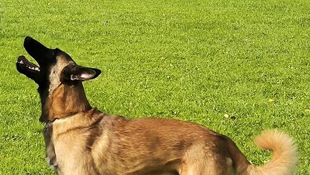 Der Hund hört nicht. Wahrscheinlich ist er kaputt.