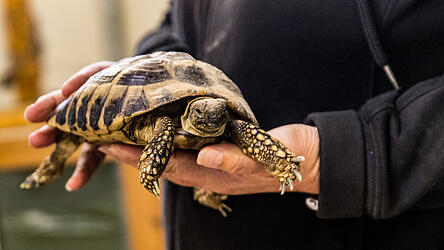 Eine Griechische Landschildkr&ouml;te &auml;hnlich dieser ist am Freitag mitten auf der Stra&szlig;e bei Hainsbach gefunden worden.