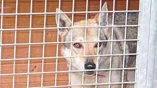 Ein tschechoslowakischer Wolfshund schaut in einem Tierheim durch ein Gitter. Die Hunderasse verlangt erfahrene Hundehalter, die sie sorgfältig sozialisieren und konsequent führen und erziehen.