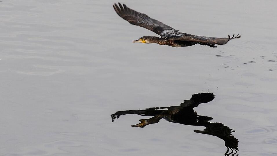 Gut ein halbes Kilogramm Fisch kann ein Kormoran Experten zufolge am Tag verspeisen. (Archivbild) Gut ein halbes Kilogramm Fisch kann ein Kormoran Experten zufolge am Tag verspeisen. (Archivbild)