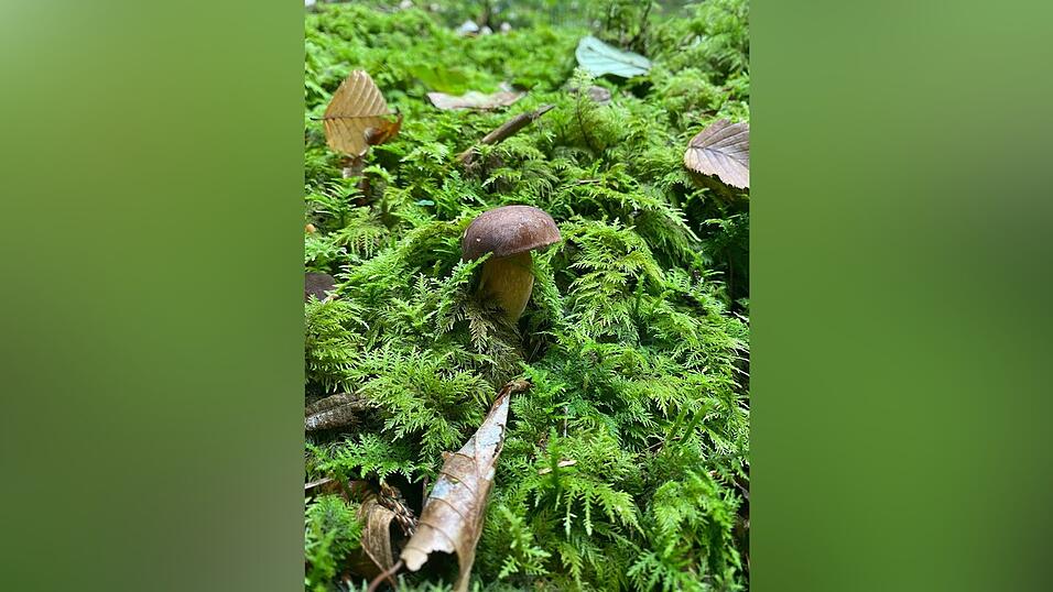 Gut versteckt hatte sich dieser Schwammerl bei Aumbach nahe Wörth an der Donau. Felicia Lohmeier hat ihn trotzdem gefunden Gut versteckt hatte sich dieser Schwammerl bei Aumbach nahe Wörth an der Donau. Felicia Lohmeier hat ihn trotzdem gefunden