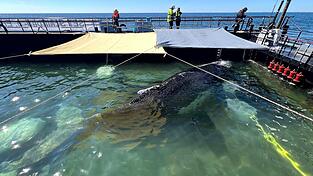 Bald soll der Buckelwal vom Kahn schwimmen.