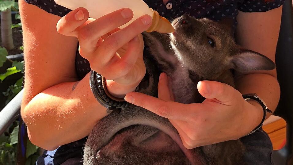 Anfangs hat Wyuna alle zweieinhalb Stunden ein Fläschchen bekommen. Mittlerweile braucht sie die Spezial-Milch nur noch alle fünf Stunden. Anfangs hat Wyuna alle zweieinhalb Stunden ein Fläschchen bekommen. Mittlerweile braucht sie die Spezial-Milch nur noch alle fünf Stunden.