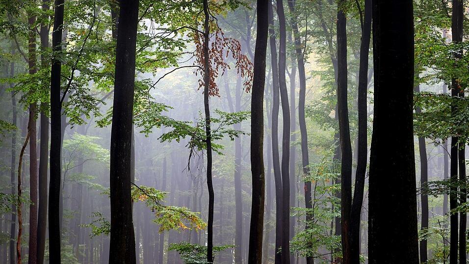 Der Spessart ist ein Mittelgebirge in Deutschland, das sich über Teile der Bundesländer Bayern (Unterfranken) und Hessen (südlicher Teil) erstreckt. (Archivbild)