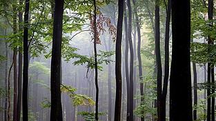 Der Spessart ist ein Mittelgebirge in Deutschland, das sich über Teile der Bundesländer Bayern (Unterfranken) und Hessen (südlicher Teil) erstreckt. (Archivbild)