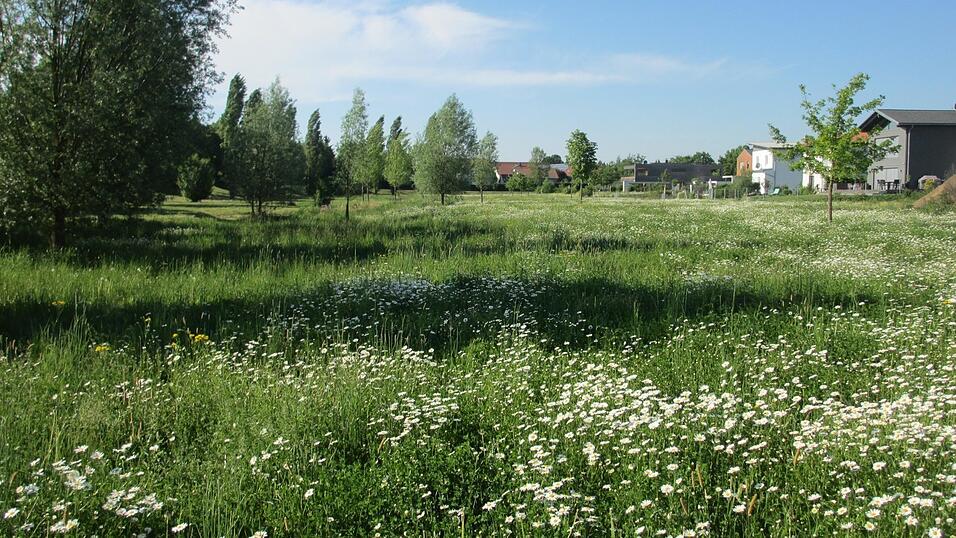 Eine nicht nur &ouml;kologisch wertvolle Ausgleichsfl&auml;che, sondern auch optisch attraktive Wiese am Allachbach an der Kreuzbreite.