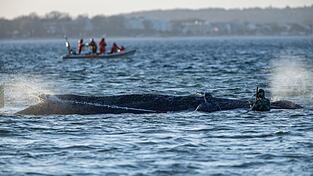 Das Schicksal des Wals wird auch international verfolgt.
