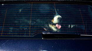 Achtung Hundebesitzer: Vierpf&ouml;ter sollten bei Hitze nicht im geschlossenen Auto bleiben. (Symbolbild)