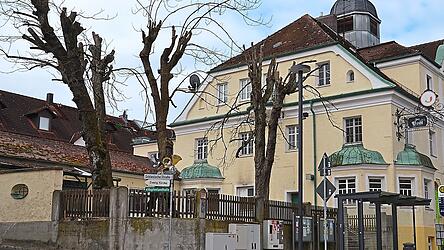 Sind die Kastanien im Postgarten dem Tode geweiht oder erbl&uuml;hen sie nach dem Kronenschnitt in absehbarer Zeit wieder zu neuem Leben?