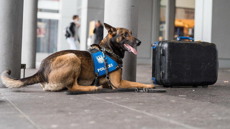 Ein Spürhund untersuchte den Rucksack und sorgte so für Entwarnung. (Symbolbild)
