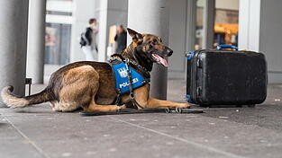 Ein Spürhund untersuchte den Rucksack und sorgte so für Entwarnung. (Symbolbild)