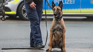 Wegen des Umfangs und der Art der Ladung wurde das Auto bei einer Dienststelle detailliert kontrolliert und mit einem Diensthund durchsucht. (Symbolbild)