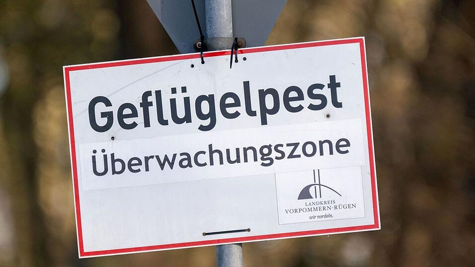 Nach Vogelgrippe-Ausbrüchen in zwei Geflügelhaltungen in Vorpommern mussten rund 150.000 Tiere gekeult werden. (Archivbild) Nach Vogelgrippe-Ausbrüchen in zwei Geflügelhaltungen in Vorpommern mussten rund 150.000 Tiere gekeult werden. (Archivbild)