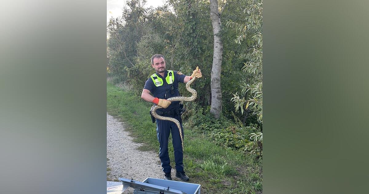 Two-meter anaconda found near Kirchroth