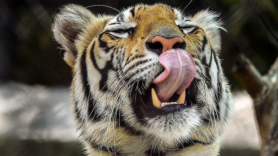 Die Behörden hatten die Bevölkerung aufgerufen, sich sofort zu melden, sollte sie den Tiger sehen. (Archivbild)