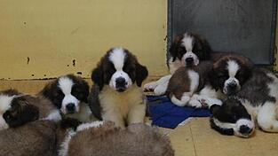 Zehn Hundewelpen wurden bei einer Verkehrskontrolle gefunden. (Symbolbild) Zehn Hundewelpen wurden bei einer Verkehrskontrolle gefunden. (Symbolbild)