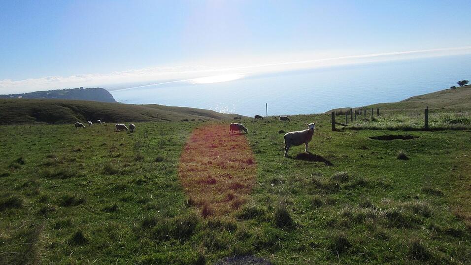 Impressionen von Elisas Zeit in Neuseeland.