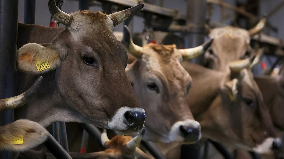 In zahlreichen bayerischen Milchviehhaltungen sind Tiere vom Shamonda-Vuirus betroffen. (Symbolbild) In zahlreichen bayerischen Milchviehhaltungen sind Tiere vom Shamonda-Vuirus betroffen. (Symbolbild)