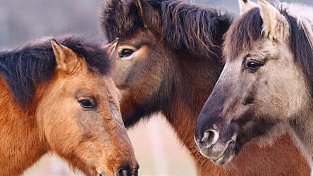 Die Ponys und der Esel waren mitten in der Nacht ausgeb&uuml;xt. (Symbolbild)&nbsp;