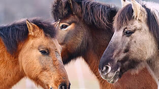 Die Ponys und der Esel waren mitten in der Nacht ausgeb&uuml;xt. (Symbolbild)&nbsp;