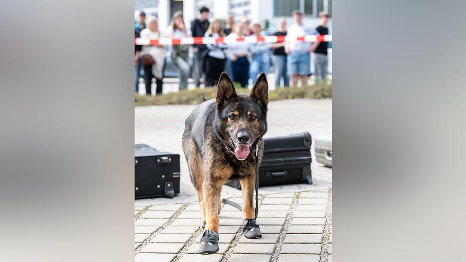 Zollhund Cessy bewies wieder einmal eine gute Sp&uuml;rnase.