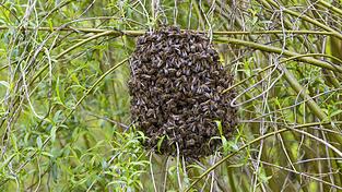 Schw&auml;rmende Honigbienen bilden sogenannte Schwarmtrauben und umzingeln dabei ihre K&ouml;nigin. Erst wenn das Bienenvolk einen neuen Unterschlupf gefunden hat, l&ouml;st sich diese Traube auf.