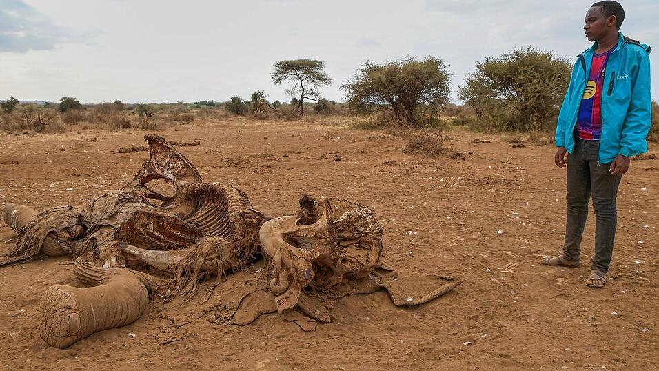 Seit Juni sind im Amboseli-Gebiet 18 Elefanten durch Vergiftungen gestorben. (Archivbild) Seit Juni sind im Amboseli-Gebiet 18 Elefanten durch Vergiftungen gestorben. (Archivbild)